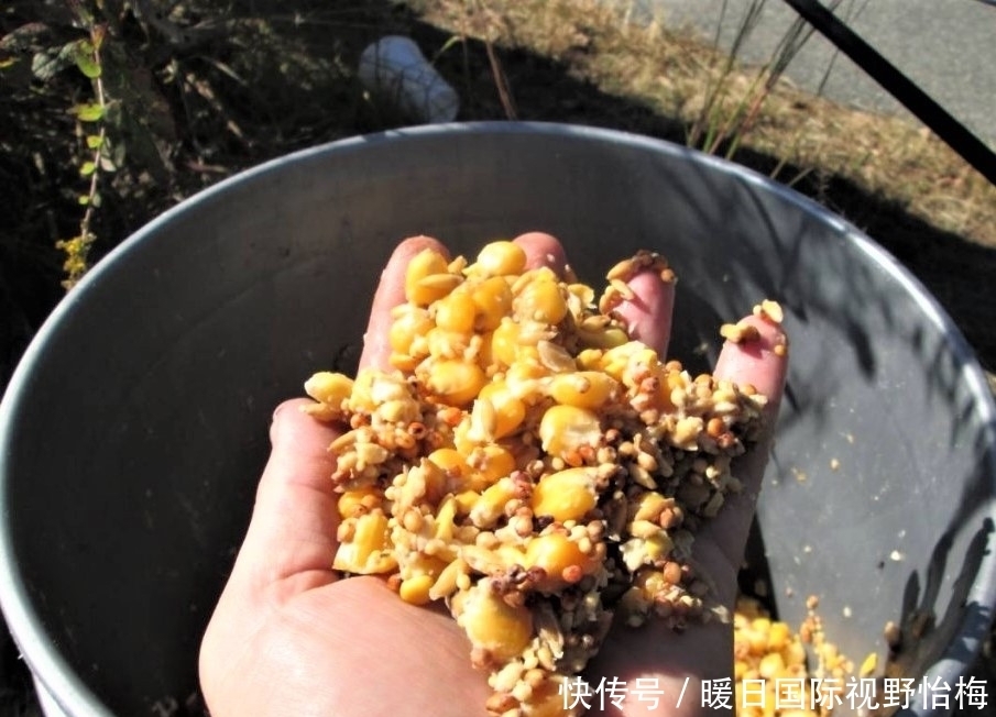 菜籽饼|夏天钓鲤鱼，不用花冤枉钱买窝料，你身边就有