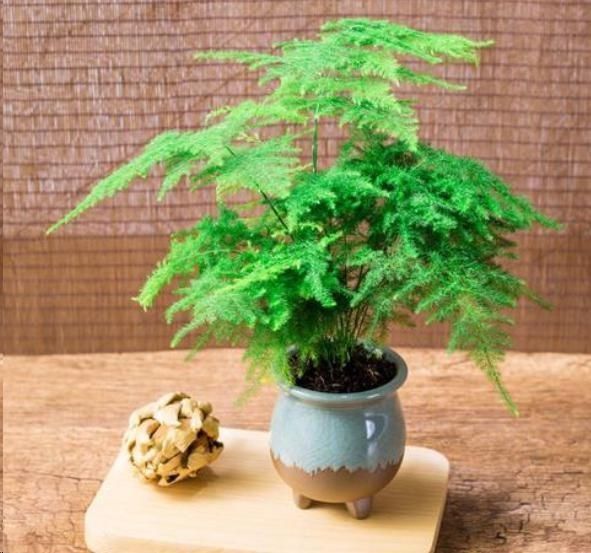 文竹|文竹与云竹有什么区别做好这两点，居然发现没区别