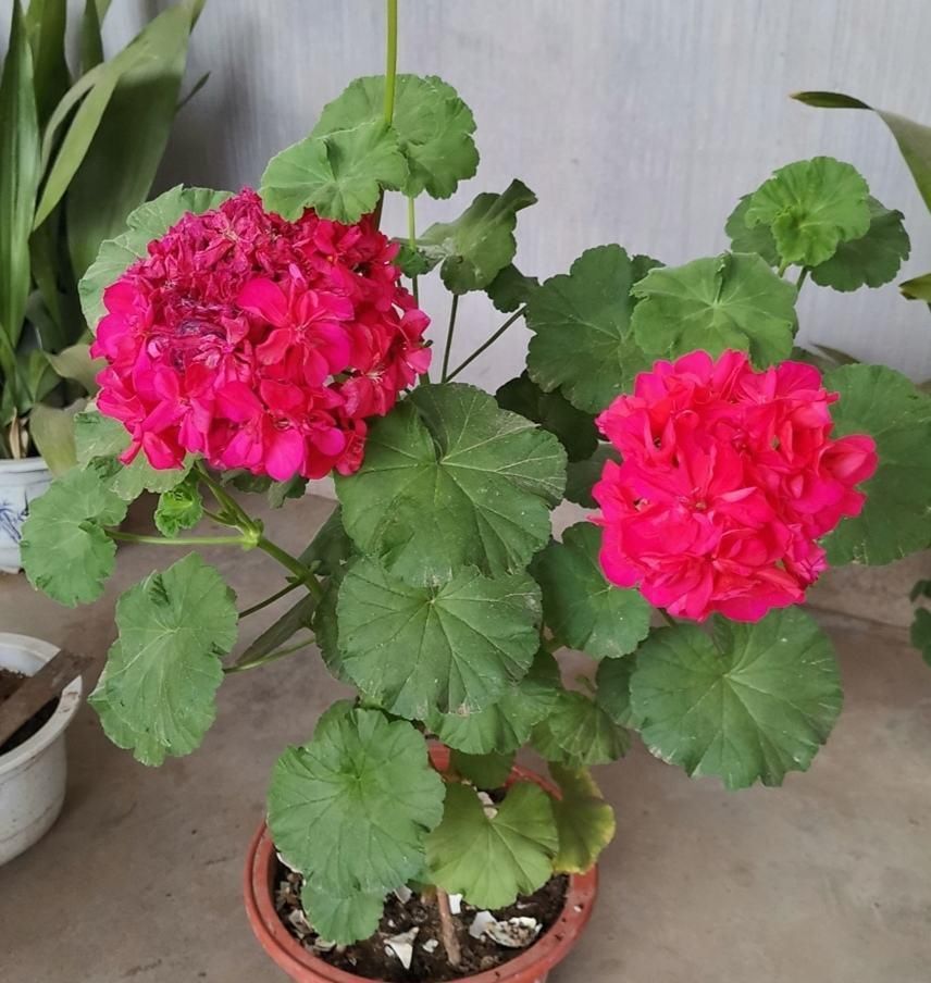  刺激|天竺葵盛花期，我们要注意“三多一少”，花多不用愁