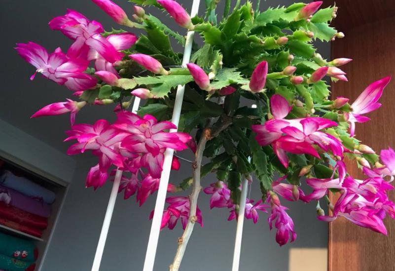 天冷了,蟹爪兰进屋有讲究,3件事做不好掉蕾又黄叶,花苞开不出