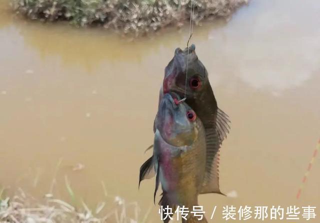 钓鱼|钓鱼人最讨厌的鱼排名!罗非名声最臭,鲤鱼居然也上榜