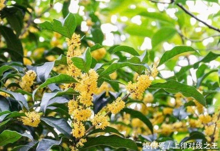 3种花最适合懒人养,越不管长得越旺,管的勤快黄叶又烂根