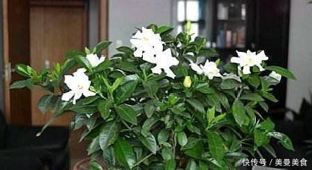 养九里香、栀子花,摆在这“3处”,黄叶掉花苞,养一盆死一盆