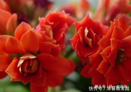 家养长寿花总是不开花学会这三个小技巧,轻松花开爆满盆