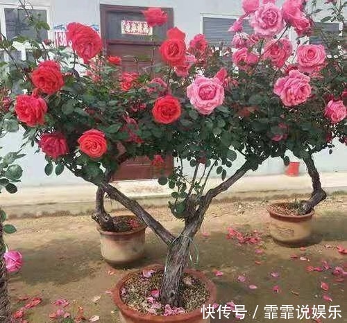 张大爷养月季，枝头开满“双色花”，花苞硕大，连续开2季