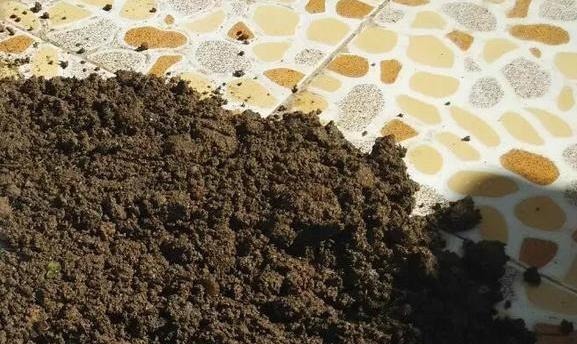 养花土,用一个塑料袋,轻松杀虫灭菌,花盆里一个虫子都没有