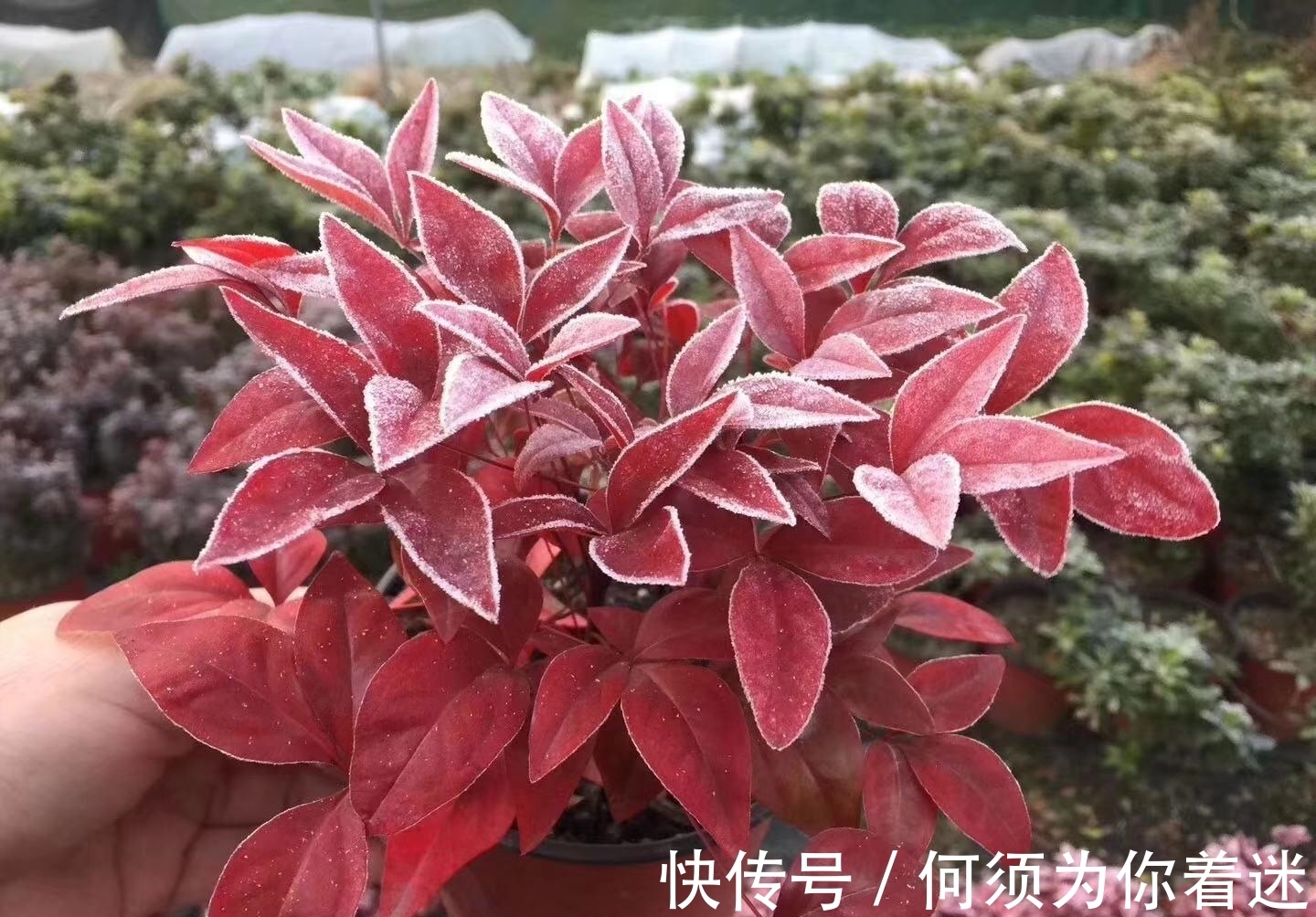 越冷叶子越红,对环境无要求,这样的植物你养过吗?
