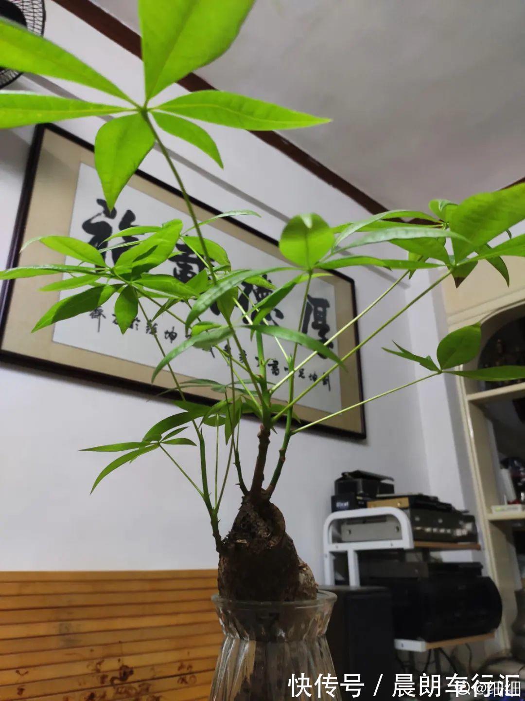 绿萝可以扔了,养盆“格调”花,颜值高还有气质