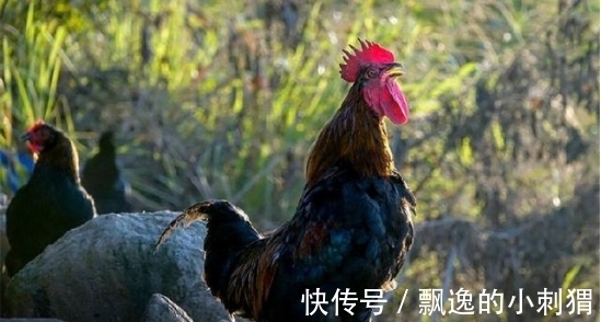 文学奖$老农仿《咏鹅》写下《咏鸡》,全诗仅18字,却斩获国家级文学奖