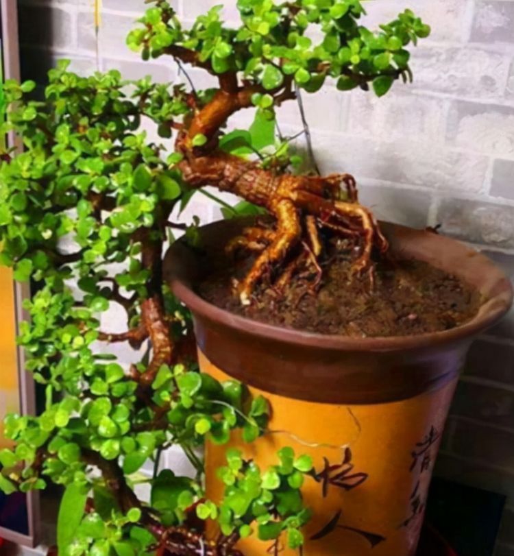 4种寓意美好的多肉，好养好看又吉祥，对待新手很友好