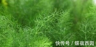 体重指数|高血压遇到“福星”了,坚持早晚多吃,平稳血压,预防并发症