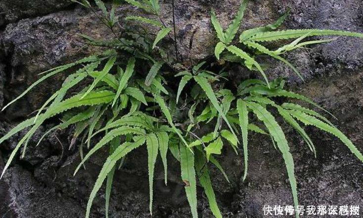 全国中草药汇编|提个醒在路边遇到此野草,一定要拔回家,现在知道还不晚