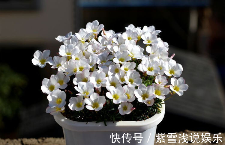 客厅养花,不如养盆“玫瑰精品”3D玫瑰,花瓣层层叠叠,如梦如幻