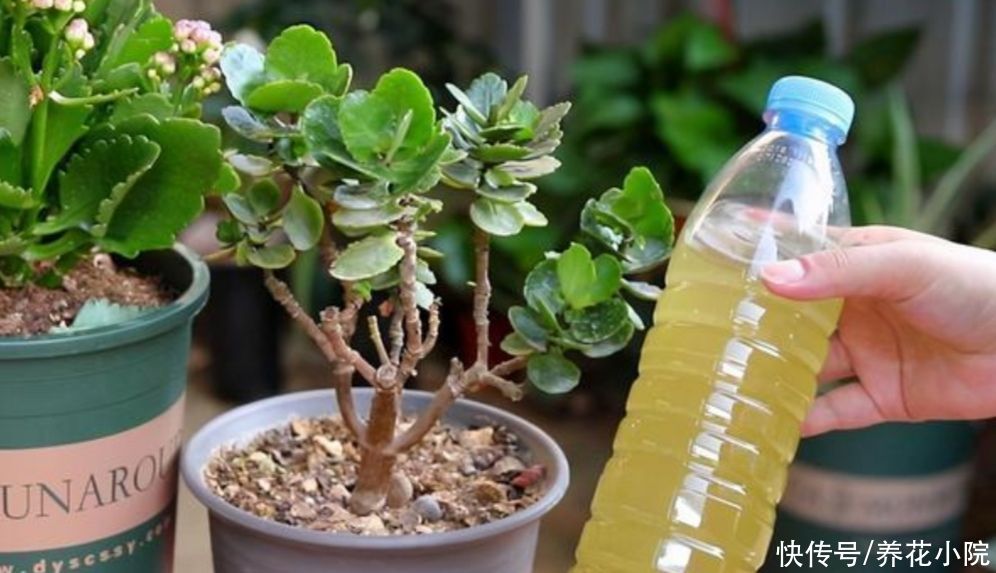 烂根|夏天养长寿花,做到“3少1多”,植株长势旺,避免出现烂根