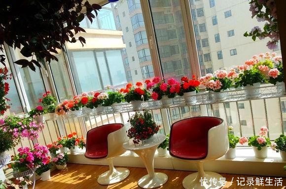 品种|为了养花，她花了3年时间，把家改造成了一个漂亮大花房，太惊艳！