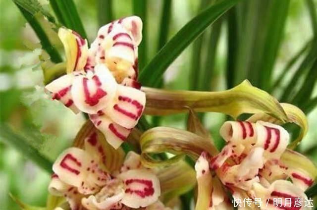 牡丹兰花|六种牡丹兰花，盆盆娇艳高贵，绚丽多姿，极漂亮，堪称兰中佳品