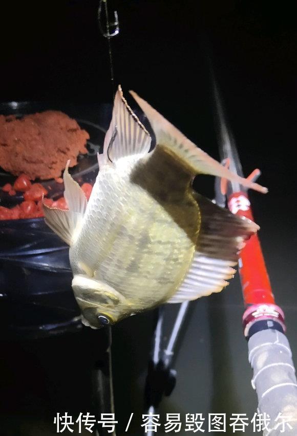 最近钓鱼就是与蛇同行多人钓鱼差点被咬,频繁遇蛇怎么办