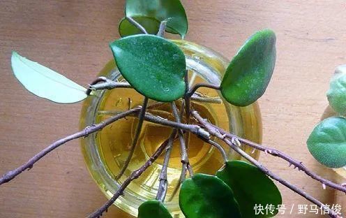 红掌|茉莉花扦插有机关,砍这一段枝条,插土里3天就活