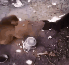 |搞笑GIF:妹子在实验室玩翻了,旁边的队友很卖力