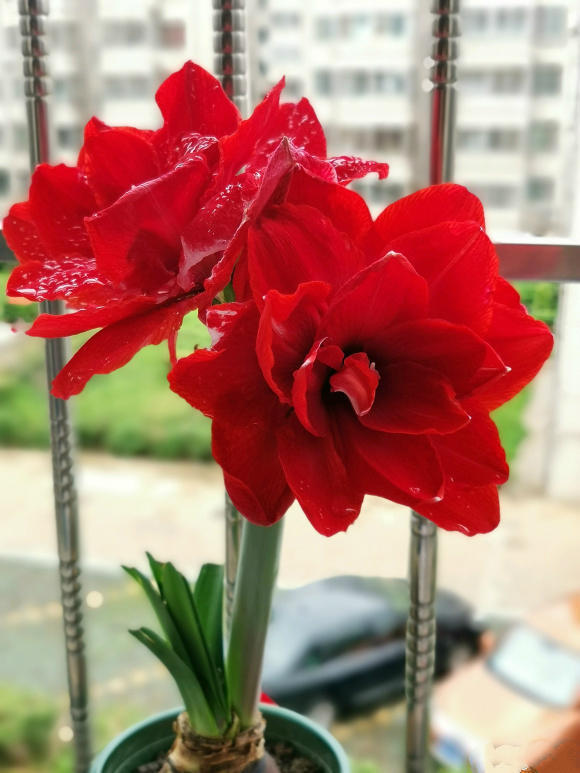 你见过比它们还红的花吗纯正的国旗红,艳丽夺目!