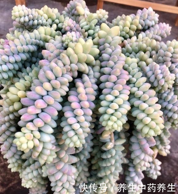 玉缀太疯狂了,短短几年从一颗小苗,长出“瀑布”状态,不容易!