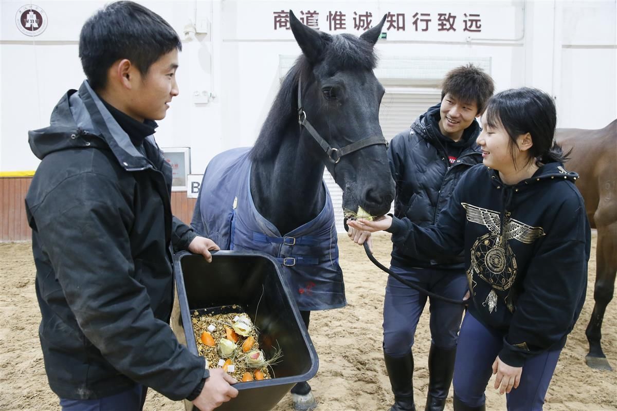 方糖|用胡萝卜、方糖“包饺子”武汉商学院留校学生给马儿过小年