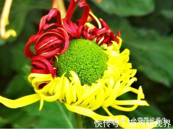 真金|秋天养菊花,就养盆“名贵菊花”,花开“火炼真金”,如鸳鸯戏水