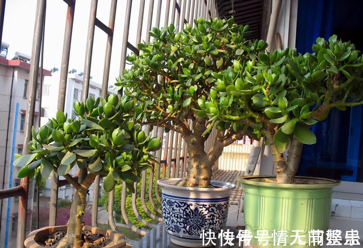 吉祥|12种花,建议养一盆,不仅吸收废气,还有“旺财添福”的美好寓意