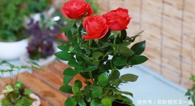 养花如何解决虫害问题?从预防到治疗,这里都有答案