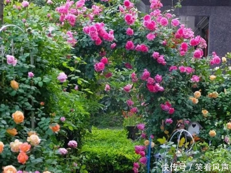 最有仙气的4种花，迷人的花朵，开满整个花盆，美不胜收