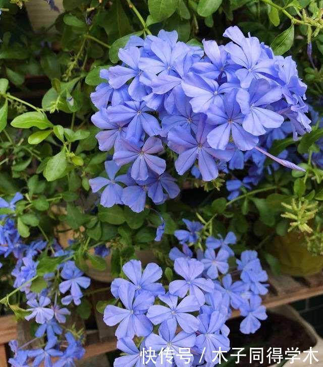 夏季的时|2种“开花机器”,适合养阳台,夏秋都有花,花色绝美看不腻
