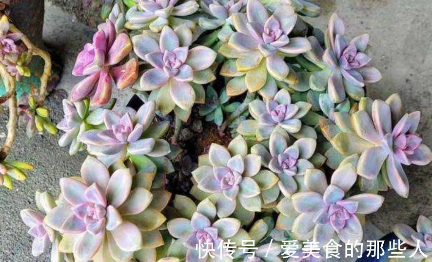 此款多肉短小肥厚，容易爆崽“流出盆”，养成悬崖桩真霸气