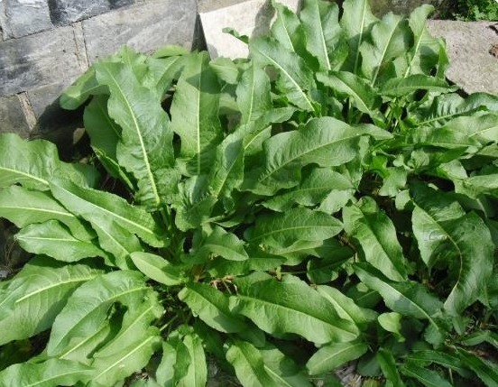 农民朋友|这野草名叫金不换，以前农民见了当害草，现在当个宝