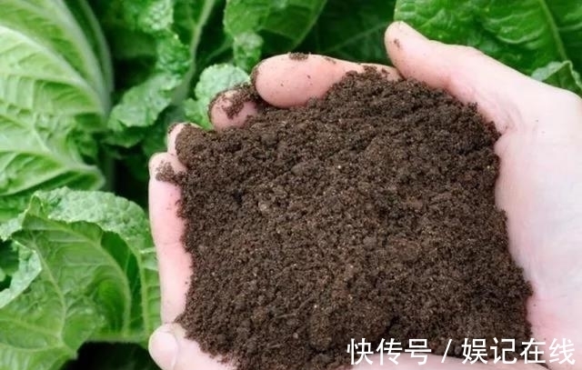 淘米水、啤酒水都别用, 老花农只用它泡水, 什么花都能浇, 疯长