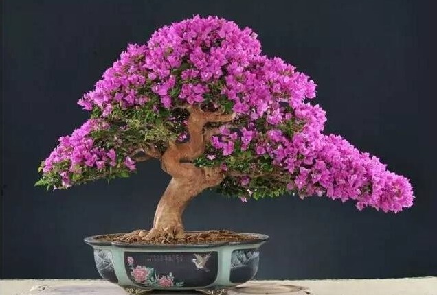 三角梅爆盆很容易，满足它的“小癖好”，花苞蹭蹭冒，拦都拦不住