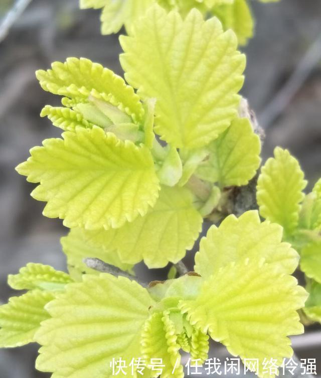 春风她轻轻吻上了我的脸