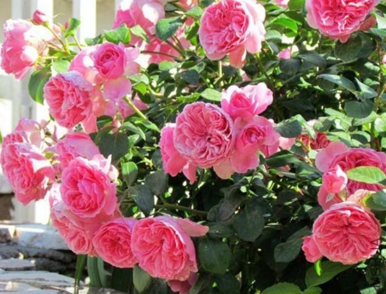 夏天已到，这几款花卉养在家里，花色多彩绚丽，敢和牡丹比美