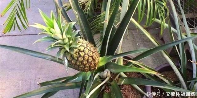 吃甘蔗和菠萝，把“尾巴根”留下，剥开皮埋盆里，7个月长满阳台！
