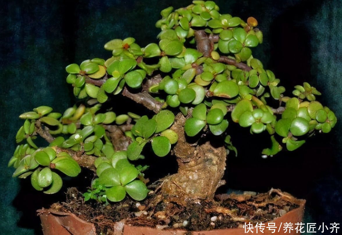 太阳花|金枝玉叶夏季有“四怕”，养好了枝繁叶茂，养不好哗哗掉叶子