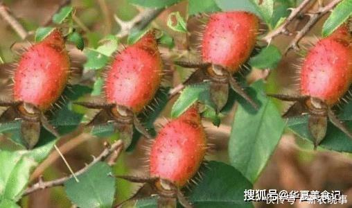 野果|这5种野果,正在渐渐消失,你叫得出名字的有几种,吃全了的不多