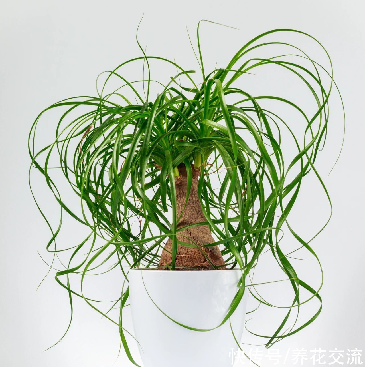 新手绿植选这几种不会错,容易养活,容易养出高颜值