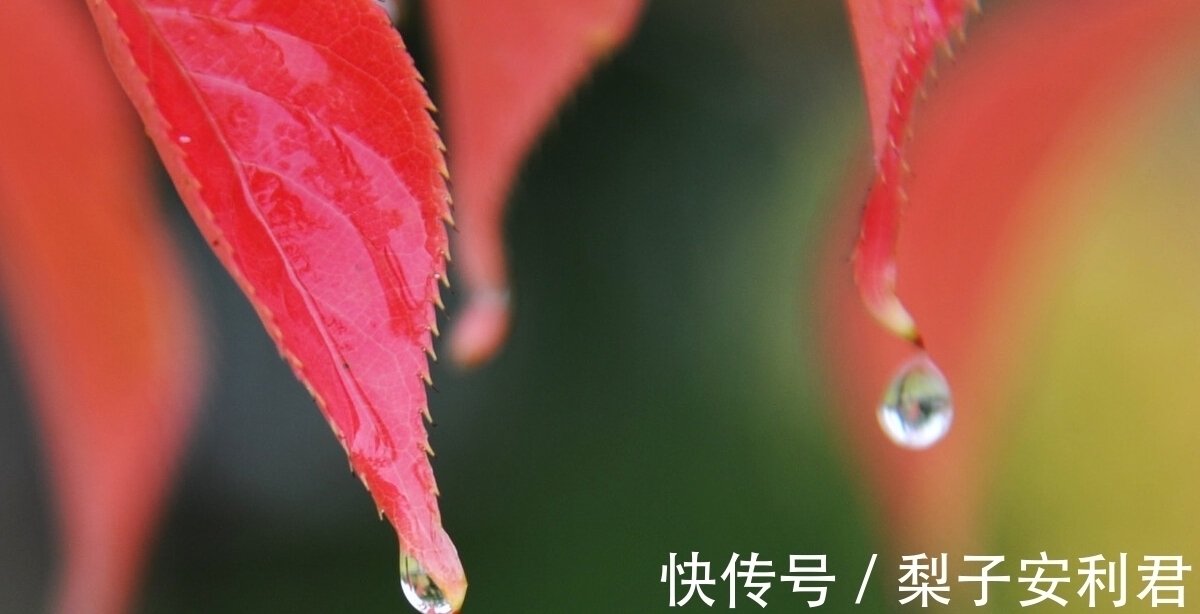 长洲苑$两首秋雨古诗词,两种不同的意蕴,哪一首能够打动你