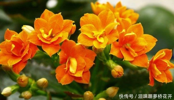 4种花夏天要“勤”浇水，浇水多开花多，不然叶片发黄不开花！