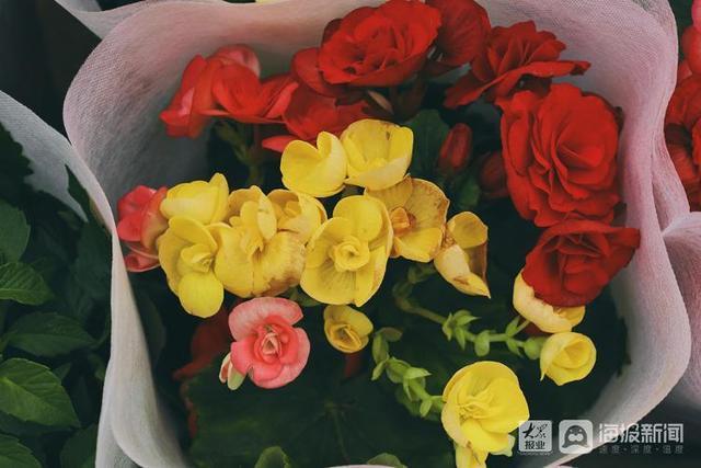 年宵花市场开始备货蝴蝶兰仙客来20-50元盆受市民青睐