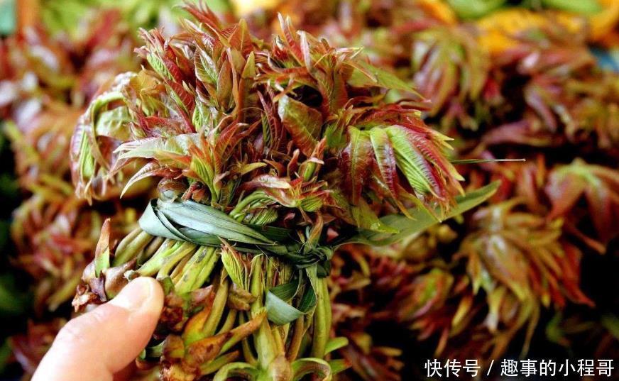 香椿芽|同是香椿,紫叶和绿叶有什么不同?原来差别这样大,以后别买错了