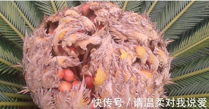 爸爸在院里种盆栽,却结出“鸡蛋”,邻居纷纷来围观