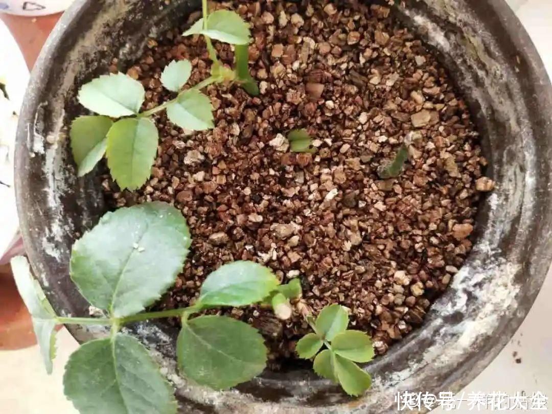 11种常见花，现在扦插，成活率特高