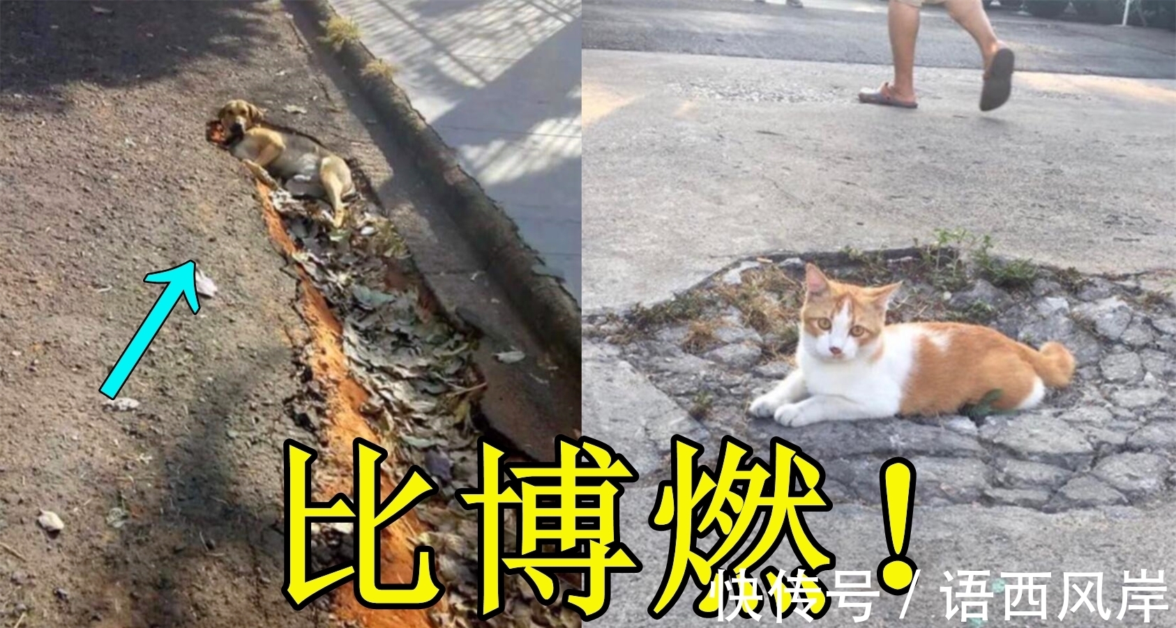 猫狗|路边猫狗自带“战斗特效”！这不比《博人传》燃？