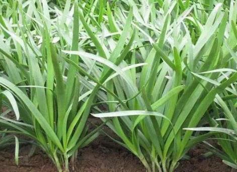 夜宵摊上的“它”,我国种植才够吃,在美国泛滥花高价清除,可惜