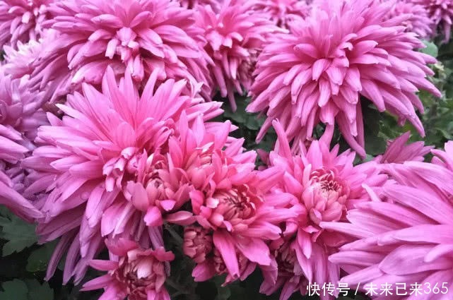 喜欢菊花,不如养盆“菊中珍品”胭脂红,花团锦簇,群芳争艳!